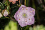 Hairy laurel <BR>Hairy wicky